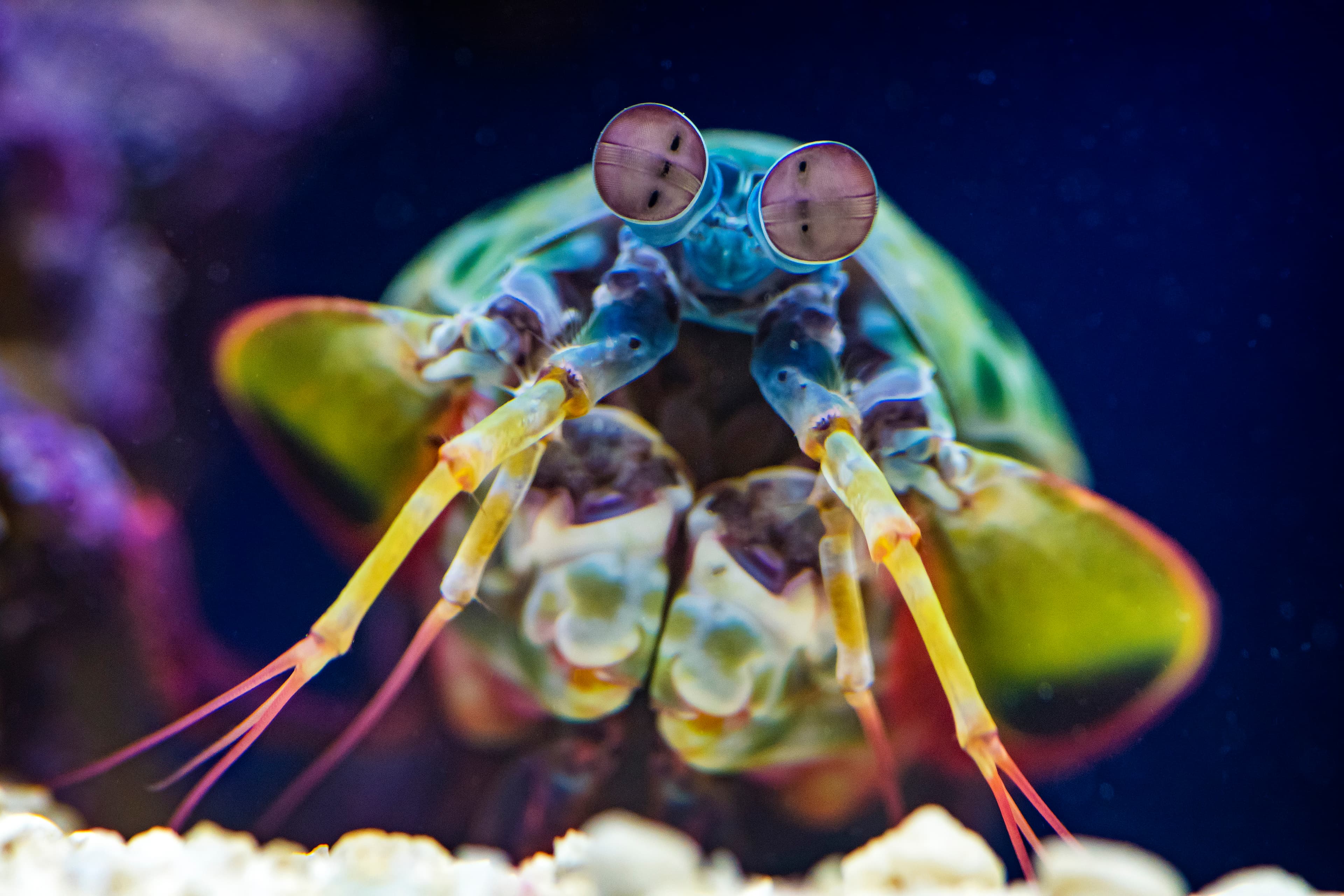 L'Aquarium Ripley du Canada rejoint le programme Toronto CityPASS, améliorant l'expérience des visiteurs